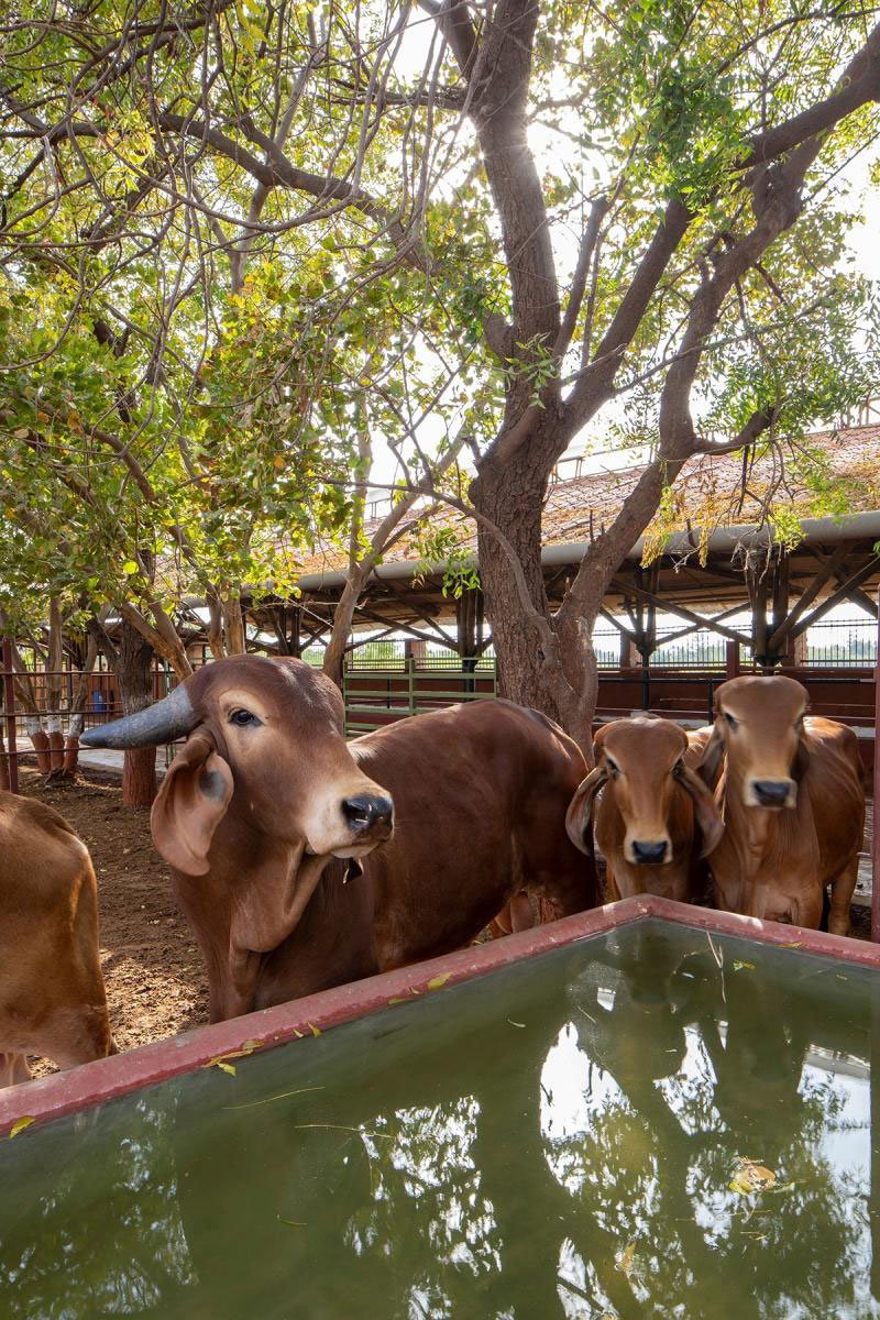 Gau-Ghar | Compartment S4