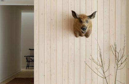 Dogtrot | CLB