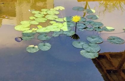 Kamala Cafe | Studio Praxis