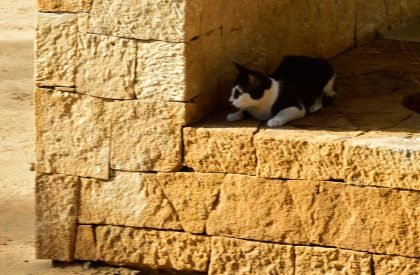 Kamala Cafe | Studio Praxis