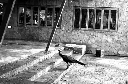 Kamala Cafe | Studio Praxis