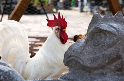 Chicken Itza | ArchiGuru