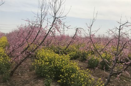 Miniature Series I – Peach Hut | Atelier XI