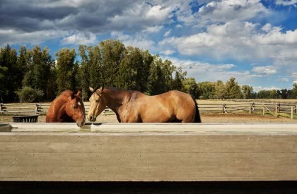 Black Fox Ranch | CLB