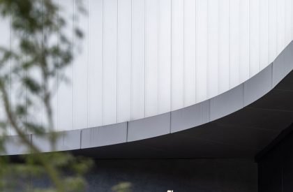 Wild Back | Pig Design