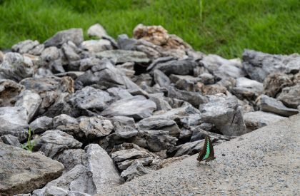 Wild Back | Pig Design