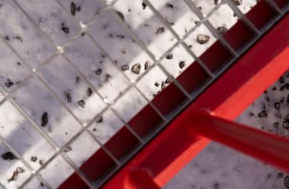 Cang 41 | Jumgo Creative