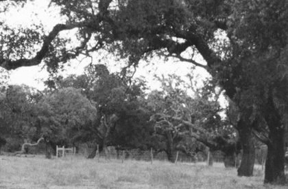 Houses for elderly people in Alcácer do Sal | Aires Mateus