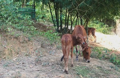 Weaving Memories: Integrating Craft & Architecture For the Weaver's Community at Cox's Bazar, Bangladesh | Masters Design Project on Community Development