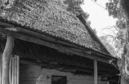 Vernacular Taxonomies: Redefining Traditional Farms as Innovative Hubs within Colombia's Cashew Industry | Design Thesis on Regenerative Architecture