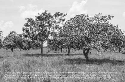 Vernacular Taxonomies: Redefining Traditional Farms as Innovative Hubs within Colombia's Cashew Industry | Design Thesis on Regenerative Architecture