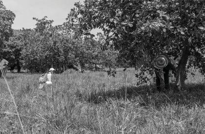 Vernacular Taxonomies: Redefining Traditional Farms as Innovative Hubs within Colombia's Cashew Industry | Design Thesis on Regenerative Architecture