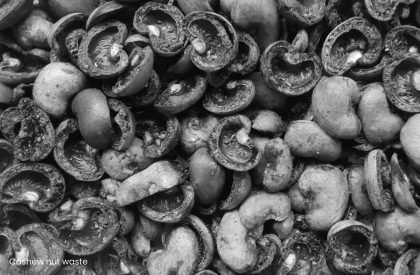 Vernacular Taxonomies: Redefining Traditional Farms as Innovative Hubs within Colombia's Cashew Industry | Design Thesis on Regenerative Architecture