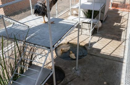 Chicken House | Tropical Space