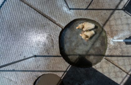 Chicken House | Tropical Space