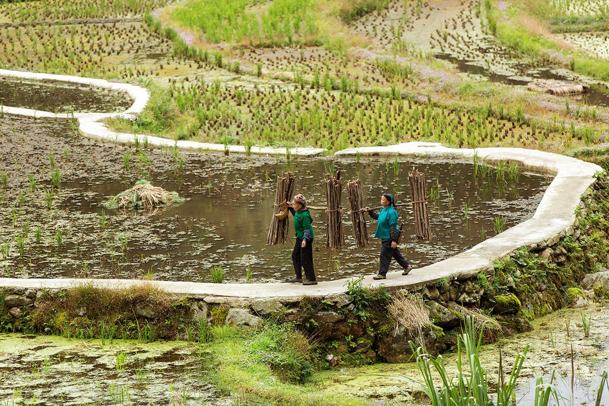 Dabao | Project Mingde (The University of Hong Kong)