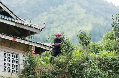 Dabao | Project Mingde (The University of Hong Kong)