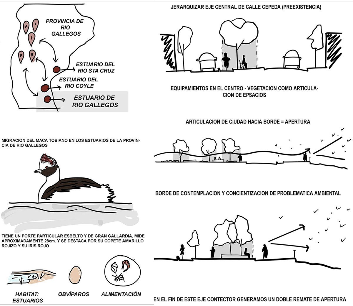 Rehabilitating The Intertidal Zone of The Gallegos River | Architecture Thesis on Urban Regeneration
