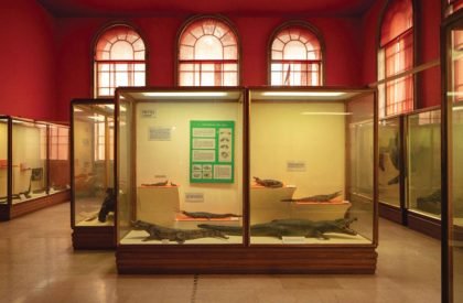 The Representation Of Formless Nature In Architecture, A ‘Grotto’ In Milano Natural History Museum | Architecture Thesis