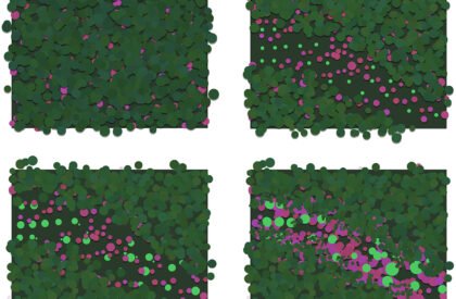 Ecological Fire Break : For A Hundred Year Old Pine Plantation | Masters Design Thesis on Regenerative Landscape Design