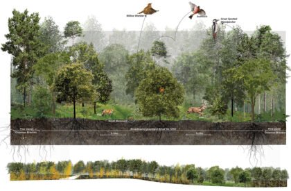 Ecological Fire Break : For A Hundred Year Old Pine Plantation | Masters Design Thesis on Regenerative Landscape Design