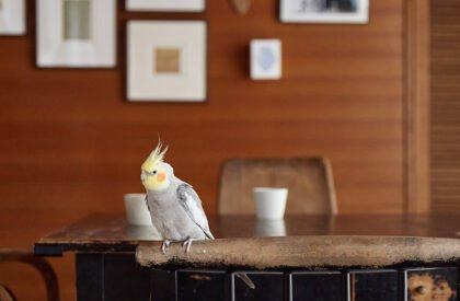 Nukui House | Roovice