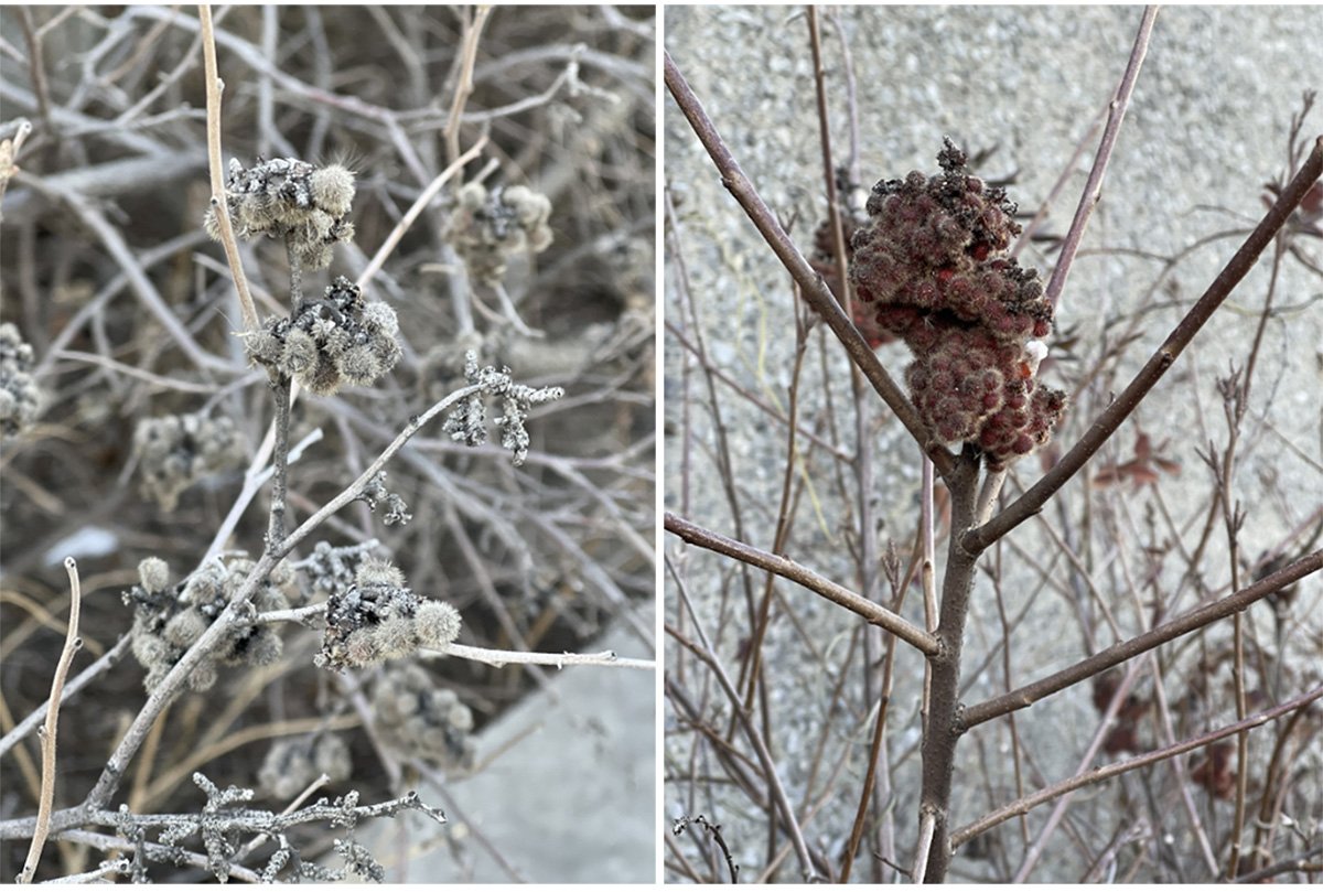 Shelled Audiokinesis: Sensory Architecture and Acoustic Urban Design at Newtown Creek | Bachelor’s Design Project