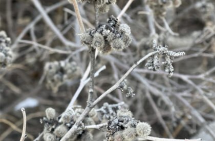 Shelled Audiokinesis: Sensory Architecture and Acoustic Urban Design at Newtown Creek | Bachelor’s Design Project