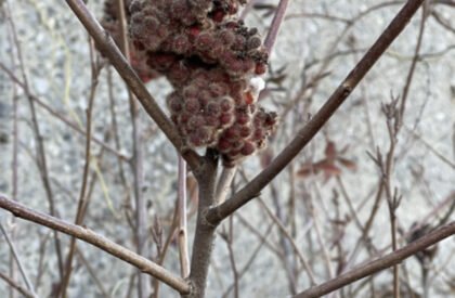 Shelled Audiokinesis: Sensory Architecture and Acoustic Urban Design at Newtown Creek | Bachelor’s Design Project