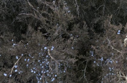 Shelled Audiokinesis: Sensory Architecture and Acoustic Urban Design at Newtown Creek | Bachelor’s Design Project