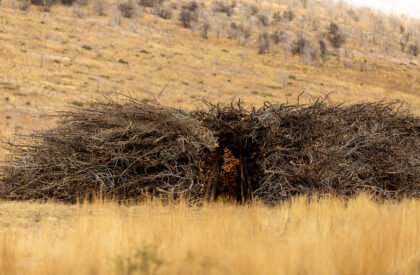 Socarrado | Nomad Studio