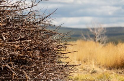 Socarrado | Nomad Studio