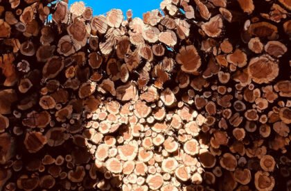 Socarrado | Nomad Studio