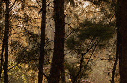 Kulhad Pavilion | Wallmakers